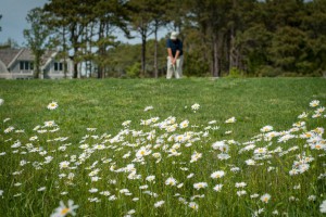 N.Friedler / Mink Meadows Golf Course - Vineyard Haven / Flickr