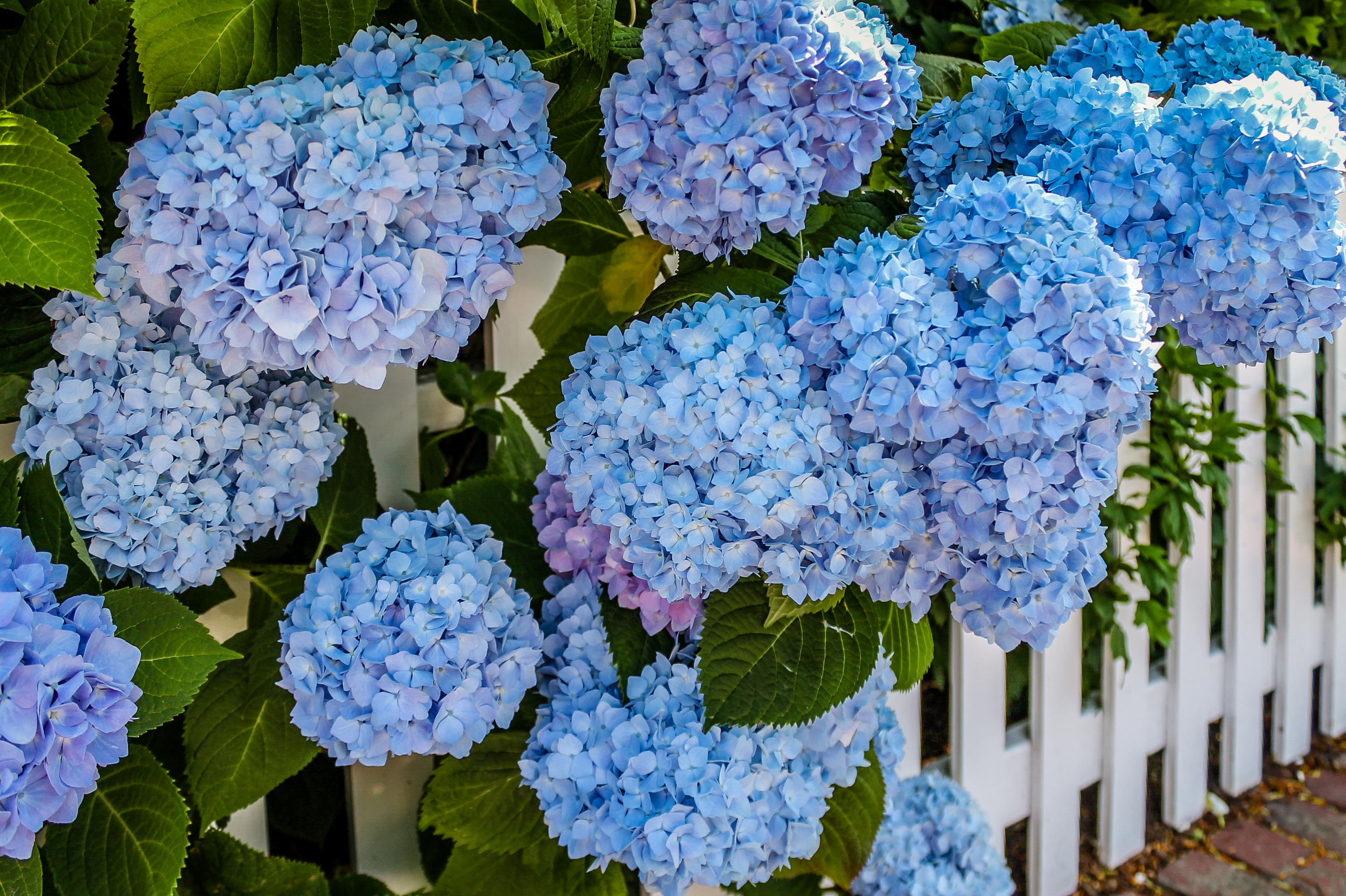 Resort Edgartown - Other